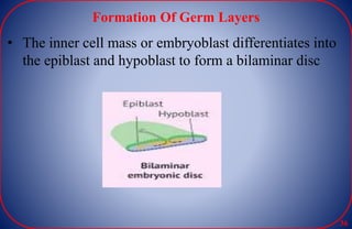 Formation Of Germ Layers
• The inner cell mass or embryoblast differentiates into
the epiblast and hypoblast to form a bilaminar disc
36
 