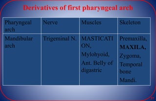 Derivatives of first pharyngeal arch
Pharyngeal
arch
Nerve Muscles Skeleton
Mandibular
arch
Trigeminal N. MASTICATI
ON,
Mylohyoid,
Ant. Belly of
digastric
Premaxilla,
MAXILA,
Zygoma,
Temporal
bone
Mandi.
37
 
