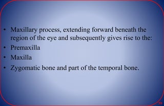 • Maxillary process, extending forward beneath the
region of the eye and subsequently gives rise to the:
• Premaxilla
• Maxilla
• Zygomatic bone and part of the temporal bone.
39
 