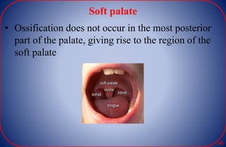Soft palate
• Ossification does not occur in the most posterior
part of the palate, giving rise to the region of the
soft palate
45
 