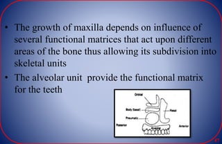 • The growth of maxilla depends on influence of
several functional matrices that act upon different
areas of the bone thus allowing its subdivision into
skeletal units
• The alveolar unit provide the functional matrix
for the teeth
47
 