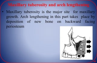Maxillary tuberosity and arch lengthening
• Maxillary tuberosity is the major site for maxillary
growth. Arch lengthening in this part takes place by
deposition of new bone on backward facing
periosteum
48
 
