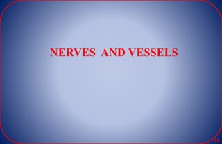 NERVES AND VESSELS
56
 
