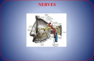 NERVES
59
 
