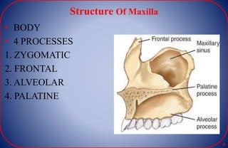 Structure Of Maxilla
• BODY
• 4 PROCESSES
1. ZYGOMATIC
2. FRONTAL
3. ALVEOLAR
4. PALATINE
6
 