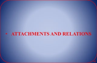 • ATTACHMENTS AND RELATIONS
62
 