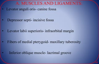 A. MUSCLES AND LIGAMENTS:
• Levator anguli oris- canine fossa
• Depressor septi- incisive fossa
• Levator labii superioris- infraorbital margin
• Fibers of medial pterygoid- maxillary tuberosity
• Inferior oblique muscle- lacrimal groove
63
 