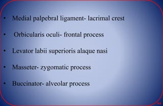 • Medial palpebral ligament- lacrimal crest
• Orbicularis oculi- frontal process
• Levator labii superioris alaque nasi
• Masseter- zygomatic process
• Buccinator- alveolar process
64
 
