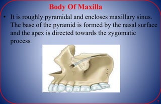 Body Of Maxilla
• It is roughly pyramidal and encloses maxillary sinus.
The base of the pyramid is formed by the nasal surface
and the apex is directed towards the zygomatic
process
7
 