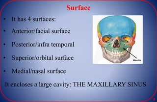 Surface
• It has 4 surfaces:
• Anterior/facial surface
• Posterior/infra temporal
• Superior/orbital surface
• Medial/nasal surface
It encloses a large cavity: THE MAXILLARY SINUS
8
 