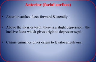 Anterior (facial surface)
9
• Anterior surface-faces forward &laterally .
• Above the incisior teeth ,there is a slight depression , the
incisive fossa which gives origin to depressor septi.
• Canine eminence gives origin to levator anguli oris.
 