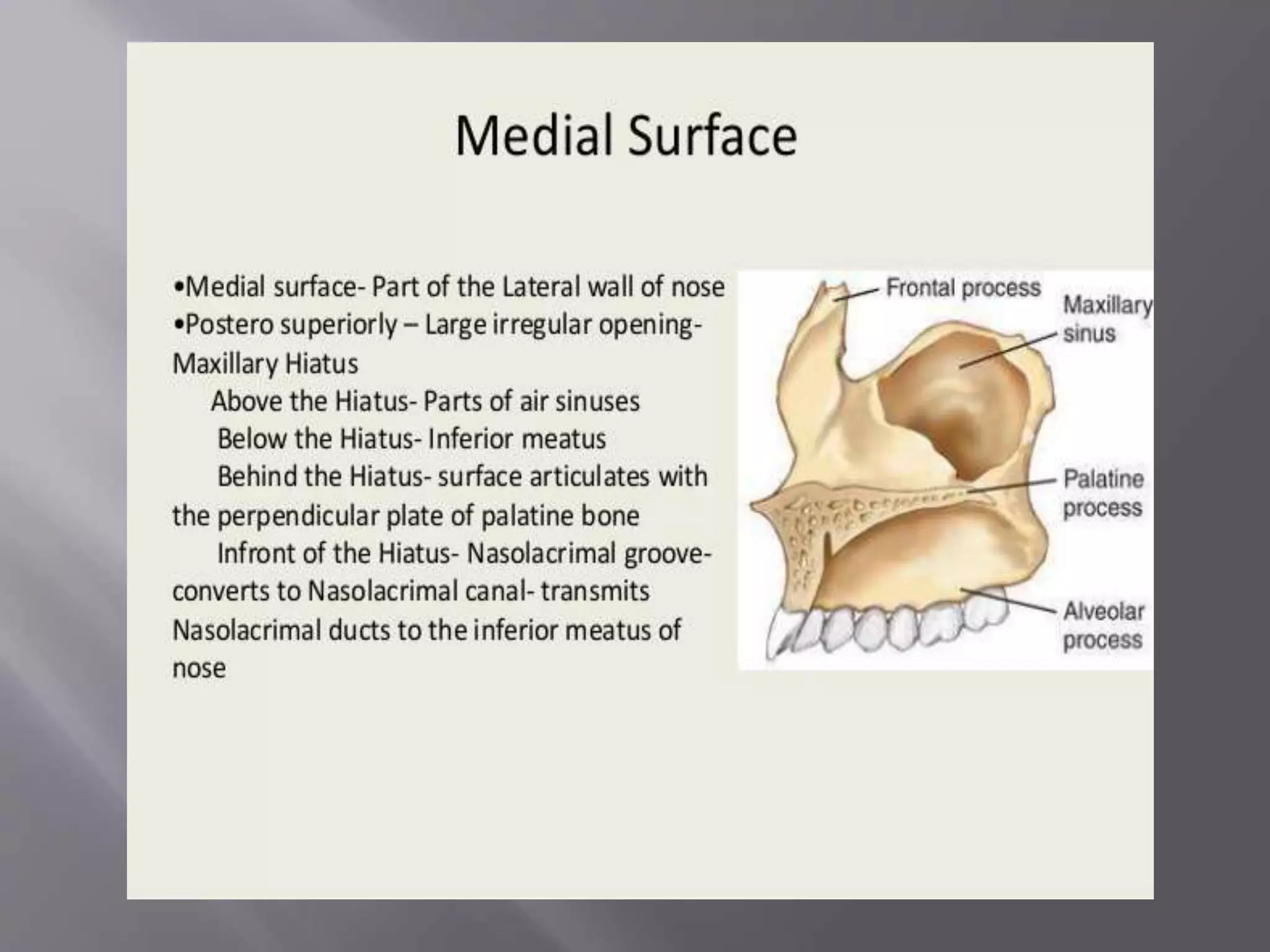 Maxilla and Mandible | PPTX | Ear, Nose and Throat Conditions ...
