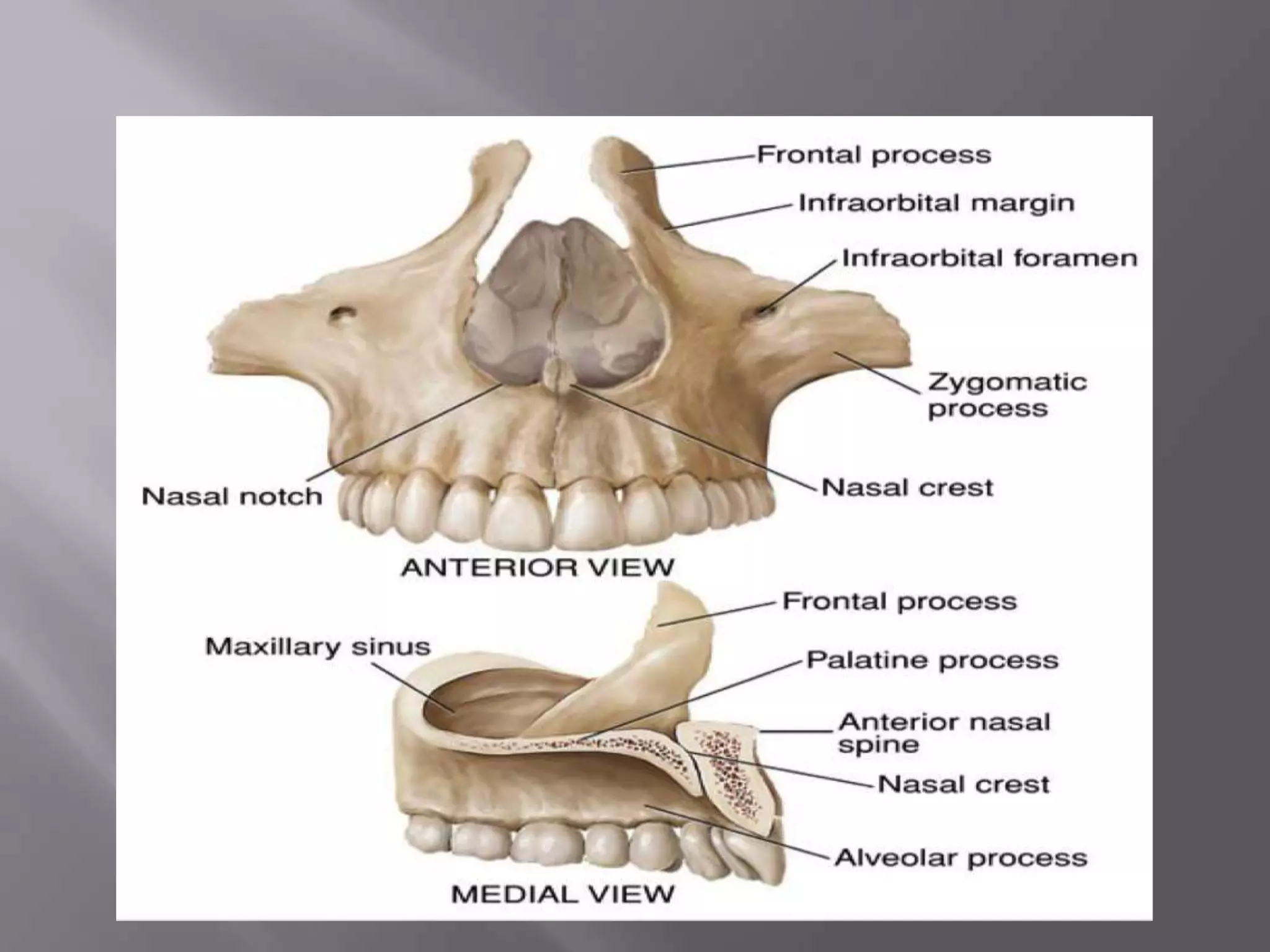 Maxilla and Mandible | PPTX | Ear, Nose and Throat Conditions ...