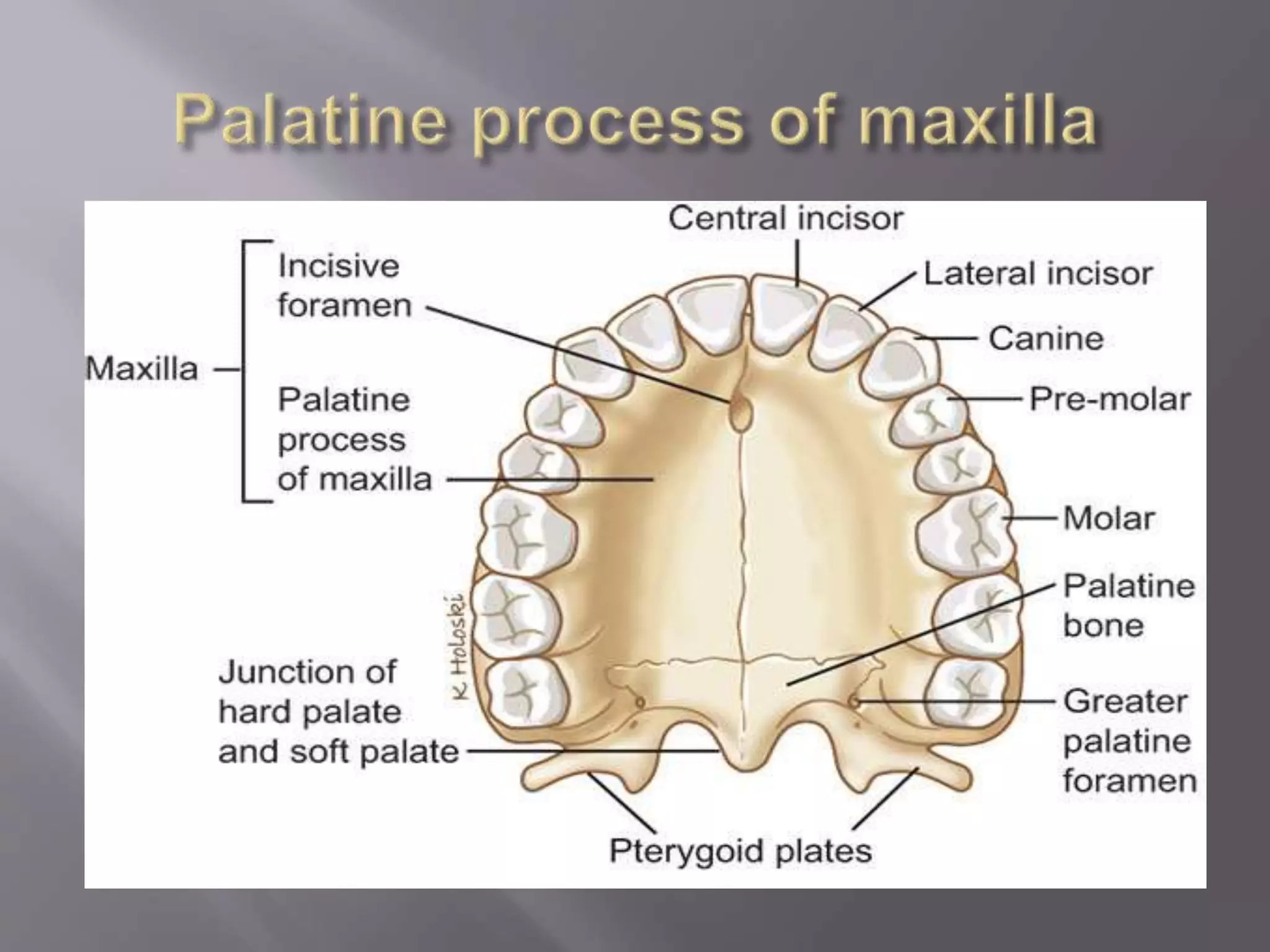 Maxilla and Mandible | PPTX | Ear, Nose and Throat Conditions ...