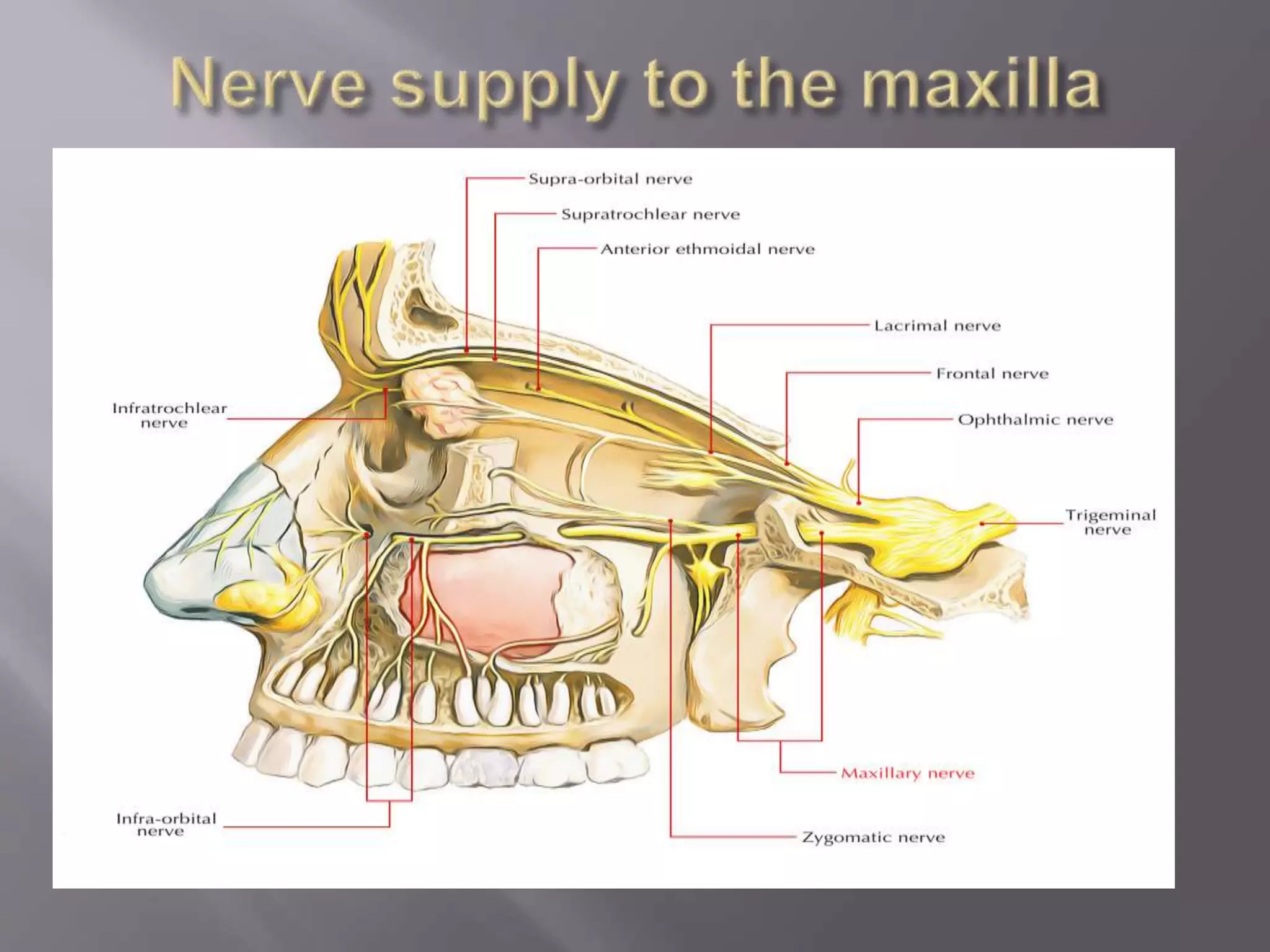 Maxilla and Mandible | PPTX | Ear, Nose and Throat Conditions ...