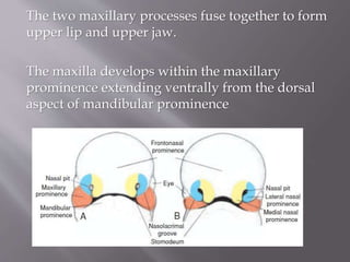 The two maxillary processes fuse together to form
upper lip and upper jaw.
The maxilla develops within the maxillary
prominence extending ventrally from the dorsal
aspect of mandibular prominence
 