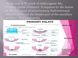 At the end of 5th week of embryogenic life,
Primary palate is formed. It happens by the fusion
of the two nasal process forming thefrontonasal
process and from the deeper part of the maxillary
process called premaxilla
 
