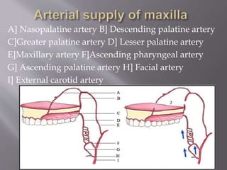 A] Nasopalatine artery B] Descending palatine artery
C]Greater palatine artery D] Lesser palatine artery
E]Maxillary artery F]Ascending pharyngeal artery
G] Ascending palatine artery H] Facial artery
I] External carotid artery
 