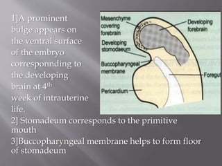 1]A prominent
bulge appears on
the ventral surface
of the embryo
corresponnding to
the developing
brain at 4th
week of intrauterine
life.
2] Stomadeum corresponds to the primitive
mouth
3]Buccopharyngeal membrane helps to form floor
of stomadeum
 