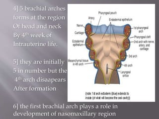 4] 5 brachial arches
forms at the region
Of head and neck
By 4th week of
Intrauterine life.
5] they are initially
5 in number but the
4th arch disaapears
After formation
6] the first brachial arch plays a role in
development of nasomaxillary region
 