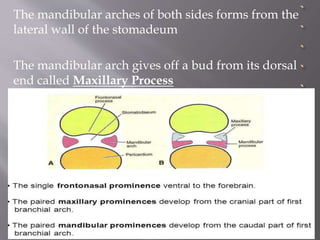 The mandibular arches of both sides forms from the
lateral wall of the stomadeum
The mandibular arch gives off a bud from its dorsal
end called Maxillary Process
 