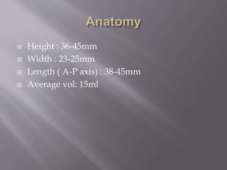  Height : 36-45mm
 Width : 23-25mm
 Length ( A-P axis) : 38-45mm
 Average vol: 15ml
 