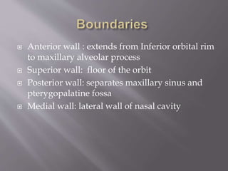  Anterior wall : extends from Inferior orbital rim
to maxillary alveolar process
 Superior wall: floor of the orbit
 Posterior wall: separates maxillary sinus and
pterygopalatine fossa
 Medial wall: lateral wall of nasal cavity
 
