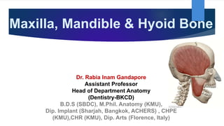 Maxilla, Mandible & Hyoid Bone
Dr. Rabia Inam Gandapore
Assistant Professor
Head of Department Anatomy
(Dentistry-BKCD)
B.D.S (SBDC), M.Phil. Anatomy (KMU),
Dip. Implant (Sharjah, Bangkok, ACHERS) , CHPE
(KMU),CHR (KMU), Dip. Arts (Florence, Italy)
 