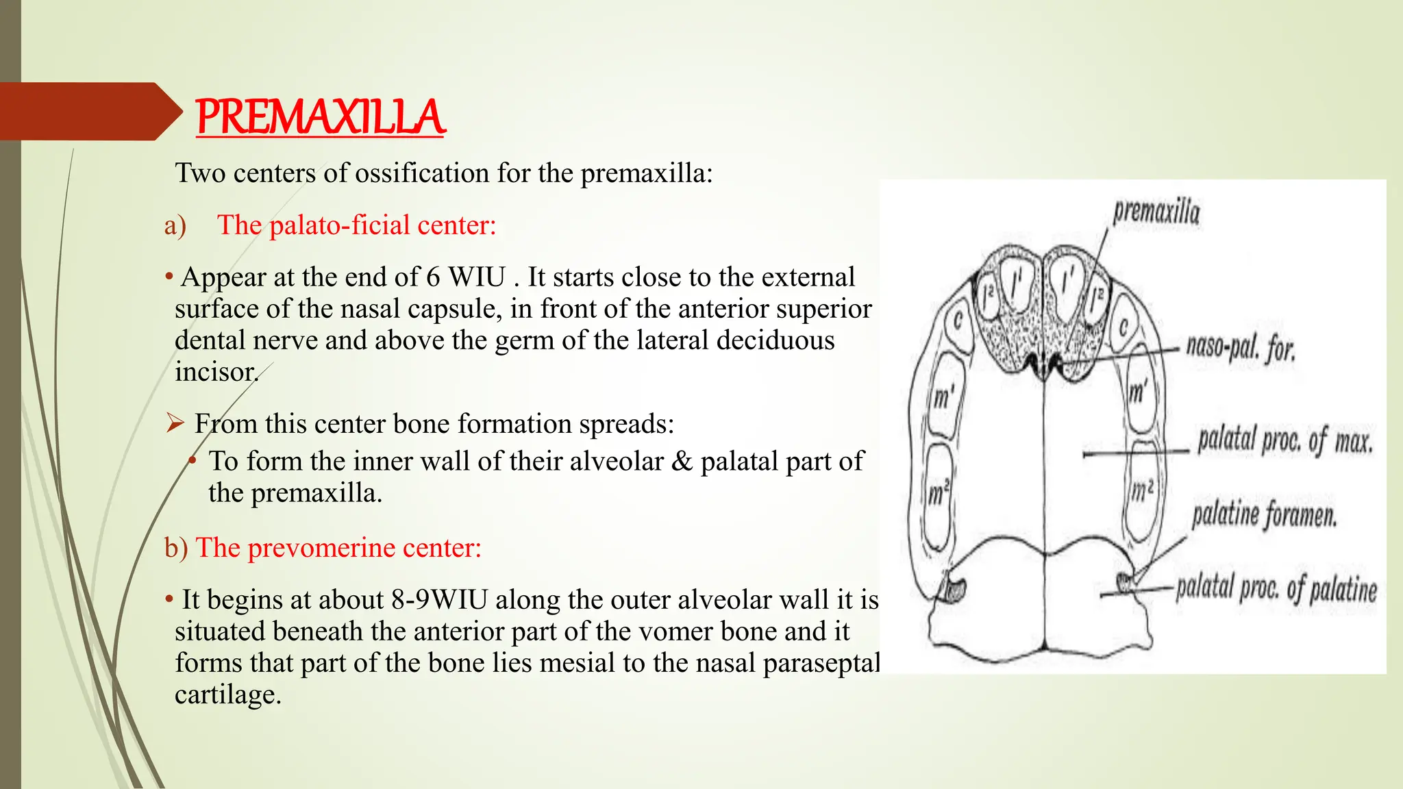 SURGICAL AND APPLIED ANATOMY OF MAXILLA. | PPTX