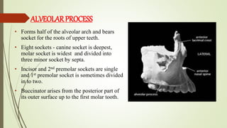 SURGICAL AND APPLIED ANATOMY OF MAXILLA. | PPTX