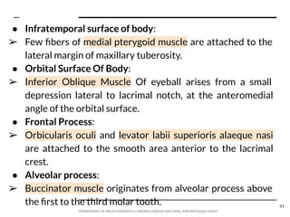 Maxilla Anatomical and Prosthodontic Consideration | PDF