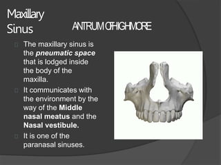 Maxillary
Sinus
The maxillary sinus is
the pneumatic space
that is lodged inside
the body of the
maxilla.
It communicates ...
