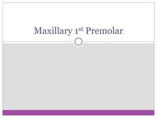 Maxillary 1st Premolar 
 