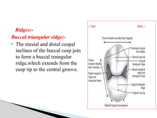 Triangular Cusp Ridge Permanant Maxillary First Premolar .pptx