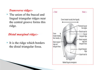 Triangular Ridge 1st Molar Permanant Maxillary First Premolar .pptx