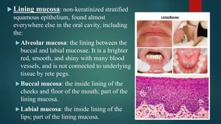  Lining mucosa: non-keratinized stratified
squamous epithelium, found almost
everywhere else in the oral cavity, including
the:
Alveolar mucosa: the lining between the
buccal and labial mucosae. It is a brighter
red, smooth, and shiny with many blood
vessels, and is not connected to underlying
tissue by rete pegs.
Buccal mucosa: the inside lining of the
cheeks and floor of the mouth; part of the
lining mucosa.
Labial mucosa: the inside lining of the
lips; part of the lining mucosa.
 