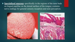  Specialized mucosa: specifically in the regions of the taste buds
on lingual papillae on the dorsal surface of the tongue; contains
nerve endings for general sensory reception and taste perception.
 