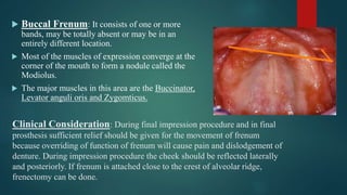 Clinical Consideration: During final impression procedure and in final
prosthesis sufficient relief should be given for the movement of frenum
because overriding of function of frenum will cause pain and dislodgement of
denture. During impression procedure the cheek should be reflected laterally
and posteriorly. If frenum is attached close to the crest of alveolar ridge,
frenectomy can be done.
 Buccal Frenum: It consists of one or more
bands, may be totally absent or may be in an
entirely different location.
 Most of the muscles of expression converge at the
corner of the mouth to form a nodule called the
Modiolus.
 The major muscles in this area are the Buccinator,
Levator anguli oris and Zygomticus.
 