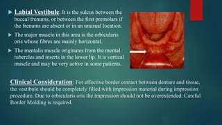 Clinical Consideration: For effective border contact between denture and tissue,
the vestibule should be completely filled with impression material during impression
procedure. Due to orbicularis oris the impression should not be overextended. Careful
Border Molding is required.
 Labial Vestibule: It is the sulcus between the
buccal frenums, or between the first premolars if
the frenums are absent or in an unusual location.
 The major muscle in this area is the orbicularis
oris whose fibres are mainly horizontal.
 The mentalis muscle originates from the mental
tubercles and inserts in the lower lip. It is vertical
muscle and may be very active in some patients.
 
