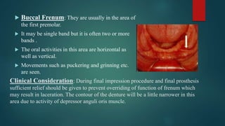 Clinical Consideration: During final impression procedure and final prosthesis
sufficient relief should be given to prevent overriding of function of frenum which
may result in laceration. The contour of the denture will be a little narrower in this
area due to activity of depressor anguli oris muscle.
 Buccal Frenum: They are usually in the area of
the first premolar.
 It may be single band but it is often two or more
bands .
 The oral activities in this area are horizontal as
well as vertical.
 Movements such as puckering and grinning etc.
are seen.
 