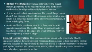 Clinical Consideration: This space constitutes an area to be completely filled by
impression material during impression procedure. It is necessary to limit the lateral content
of buccal flange in the region where the masseter muscle is in function (anterior fibers) may
push against the distal part of buccinator muscle, failure of which may cause soreness of
tissue when heavy pressure is applied.
 Buccal Vestibule: It is bounded anteriorly by the buccal
frenum, posteriorly by the massetric notch area, medially by
residual alveolar ridge and laterally by buccal mucosa.
 It is an area of esthetic consideration. The buccal flange covers
about 5 mm or more of fibers of buccinator in this area but since
it runs in a horizontal manner in the anteroposterior direction, it
is not a dislodging factor.
 Anatomically the buccinator muscle is three muscles with
separate innervations. The middle fibres are primarily active in
food bolus formation. The upper and lower fibres are relatively
flaccid especially at area of origin.
 