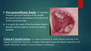 Clinical Considerations: It is quite prominent in some patients and may even
require a notch-like clearance. A simple wide-open visual and digital inspection will
usually determine whether or not clearance is necessary.
 Pterygomandibular Raphe: It originates
from the pterygoid hamulus of the medial
pterygoid lamina and attaches to the distal end
of the mylohyoid ridge.
 It is partly the origin of the buccinator muscle
laterally and the superior constrictor muscle
medially
 