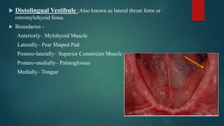  Distolingual Vestibule :Also known as lateral throat form or
retromylohyoid fossa.
 Boundaries -
Anteriorly– Mylohyoid Muscle
Laterally– Pear Shaped Pad
Postero-laterally– Superior Constrictor Muscle
Postero-medially– Palatoglossus
Medially– Tongue
 