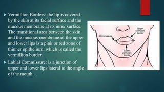  Vermillion Borders: the lip is covered
by the skin at its facial surface and the
mucous membrane at its inner surface.
The transitional area between the skin
and the mucous membrane of the upper
and lower lips is a pink or red zone of
thinner epithelium, which is called the
vermillion border.
 Labial Commissure: is a junction of
upper and lower lips lateral to the angle
of the mouth.
 