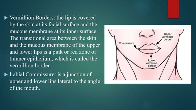 Maxillary and mandbular anatomical landmarks | PPTX | Dental Health ...