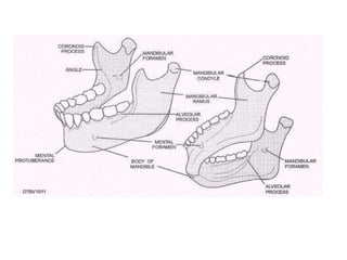 Maxillary and mandibular anatomical land marks