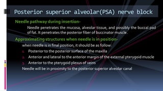 Needle pathway during insertion-
Needle penetrates the mucosa, alveolar tissue, and possibly the buccal pad
of fat. It penetrates the posterior fiber of buccinator muscle.
Approximating structures when needle is in position-
when needle is in final position, it should be as follow:
1. Posterior to the posterior surface of the maxilla
2. Anterior and lateral to the anterior margin of the external pterygoid muscle
3. Anterior to the pterygoid plexus of veins
Needle will be in proximity to the posterior superior alveolar canal
Posterior superior alveolar(PSA) nerve block
 