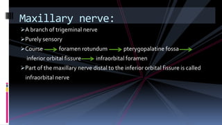 A branch of trigeminal nerve
Purely sensory
Course foramen rotundum pterygopalatine fossa
inferior orbital fissure infraorbital foramen
Part of the maxillary nerve distal to the inferior orbital fissure is called
infraorbital nerve
Maxillary nerve:
 