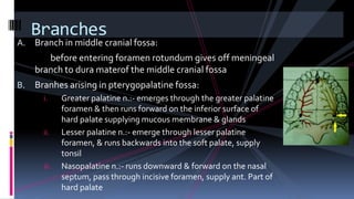 A. Branch in middle cranial fossa:
before entering foramen rotundum gives off meningeal
branch to dura materof the middle cranial fossa
B. Branhes arising in pterygopalatine fossa:
i. Greater palatine n.:- emerges through the greater palatine
foramen & then runs forward on the inferior surface of
hard palate supplying mucous membrane & glands
ii. Lesser palatine n.:- emerge through lesser palatine
foramen, & runs backwards into the soft palate, supply
tonsil
iii. Nasopalatine n.:- runs downward & forward on the nasal
septum, pass through incisive foramen, supply ant. Part of
hard palate
Branches
 