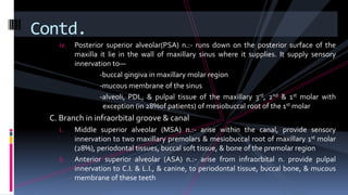 iv. Posterior superior alveolar(PSA) n.:- runs down on the posterior surface of the
maxilla it lie in the wall of maxillary sinus where it supplies. It supply sensory
innervation to—
-buccal gingiva in maxillary molar region
-mucous membrane of the sinus
-alveoli, PDL, & pulpal tissue of the maxillary 3rd, 2nd & 1st molar with
exception (in 28%of patients) of mesiobuccal root of the 1st molar
C. Branch in infraorbital groove & canal
i. Middle superior alveolar (MSA) n.:- arise within the canal, provide sensory
innervation to two maxillary premolars & mesiobuccal root of maxillary 1st molar
(28%), periodontal tissues, buccal soft tissue, & bone of the premolar region
ii. Anterior superior alveolar (ASA) n.:- arise from infraorbital n. provide pulpal
innervation to C.I. & L.I., & canine, to periodontal tissue, buccal bone, & mucous
membrane of these teeth
Contd.
 